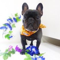 フレンチブルドッグ