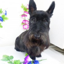 スコッティッシュテリア