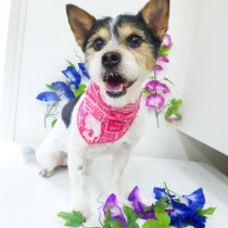 ジャックラッセル