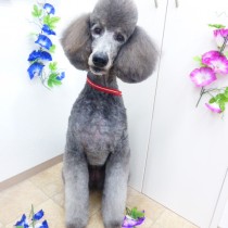 スタンダードプードル