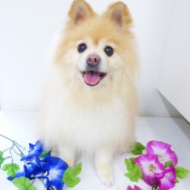 ポメラニアン