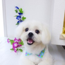 マルチーズＭＩＸ