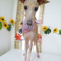 イタリアングレーハウンド