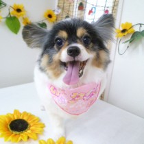 チワワ×パピヨンＭＩＸ