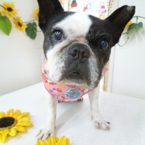 フレンチブルドック