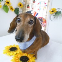 スムースダックス