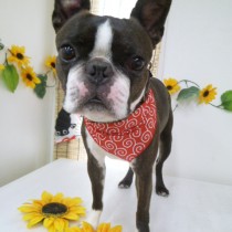 ボストンテリア