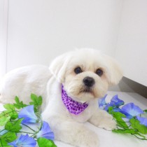 ペキニーズＭＩＸ