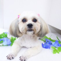 シーズー×プードル