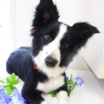 ボーダーコリー