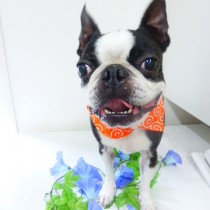 ボストンテリア