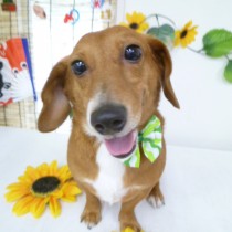 ジャックラッセルＭＩＸ