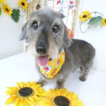 ワイヤーダックス