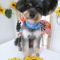 トイプードル＆チワワＭＩＸ