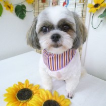 シーズーＭＩＸ