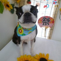 ボストンテリア