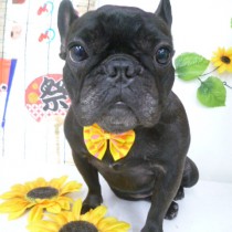 フレンチブルドッグ