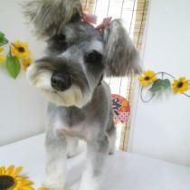 Ｍシュナウザー