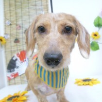 ワイヤーダックス