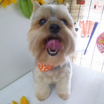 ヨークシャーテリア