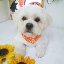 ペキニーズＭＩＸ