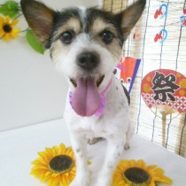 ジャックラッセルテリア