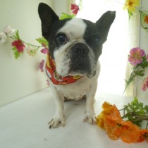 フレンチブルドッグ