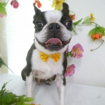 ボストンテリア