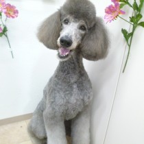 スタンダードプードル