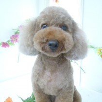 トイプードル