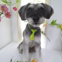 Ｍシュナウザー