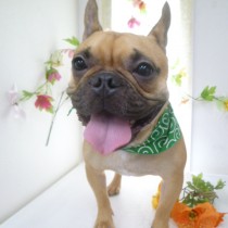 フレンチブルドッグ