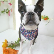 ボストンテリア