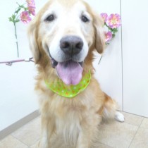 ゴールデンレトリバー