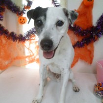 ジャックラッセルテリア