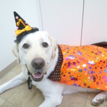 ラブラドールレトリバー