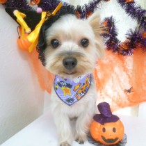 ヨークシャーテリア