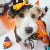 ジャックラッセル