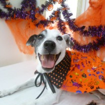 ジャックラッセルテリア