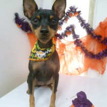 ミニチュアピンシャー