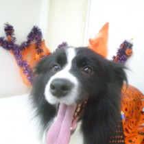 ボーダーコリー