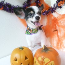 パピヨンＭＩＸ