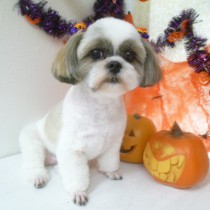 チワワ×シーズー