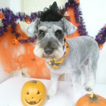 Ｍシュナウザー