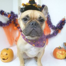 フレンチブルドッグ