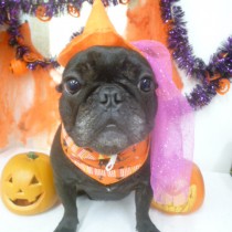 フレンチブルドッグ