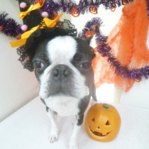 ボストンテリア