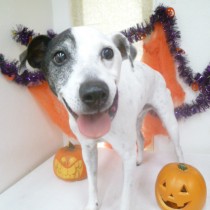 ジャックラッセル