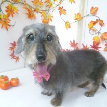 ワイアーダックス