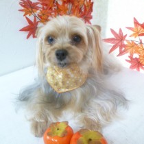 ヨークシャテリア